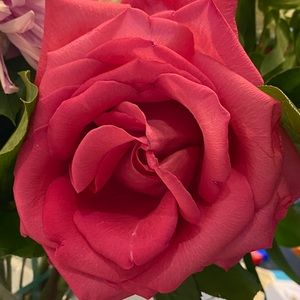 Meet your Posher, Cheryl